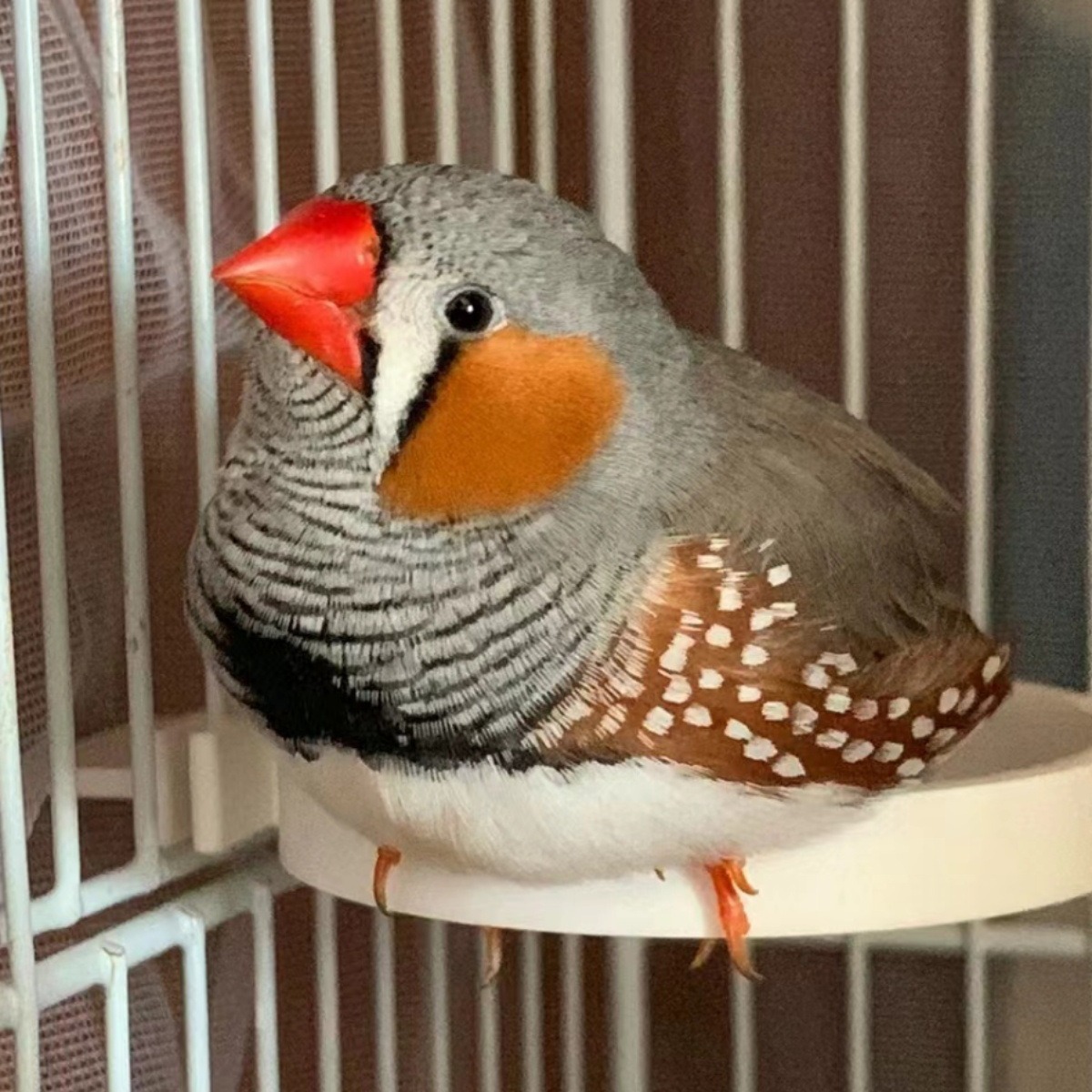 白珍珠鸟灰白文鸟观赏宠物手养一对珍珠鸟活物宠物鸟-阿里巴巴