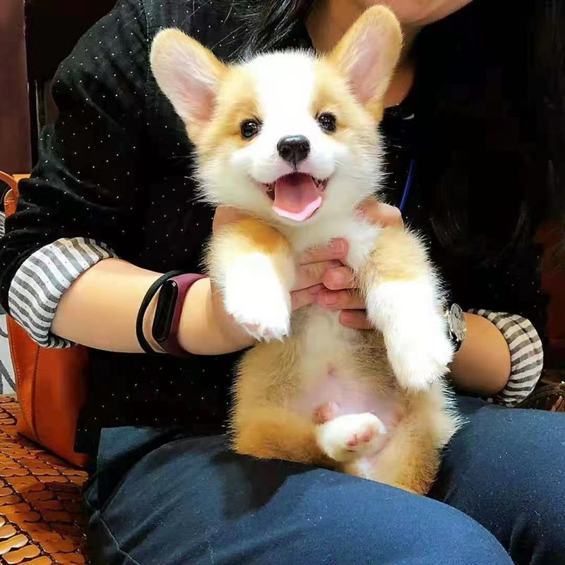 出售纯种柯基犬幼犬活体小短腿电臀双色三色幼崽可爱小型宠物狗狗