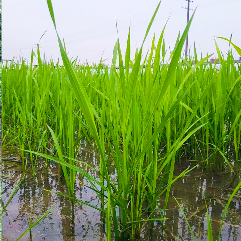 基地批发水菰笋生植物 茭白苗菰米茭菰菜苗 大棚食用茭白高笋茭草