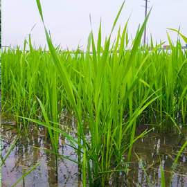 基地批发水菰笋生植物 茭白苗菰米茭菰菜苗 大棚食用茭白高笋茭草