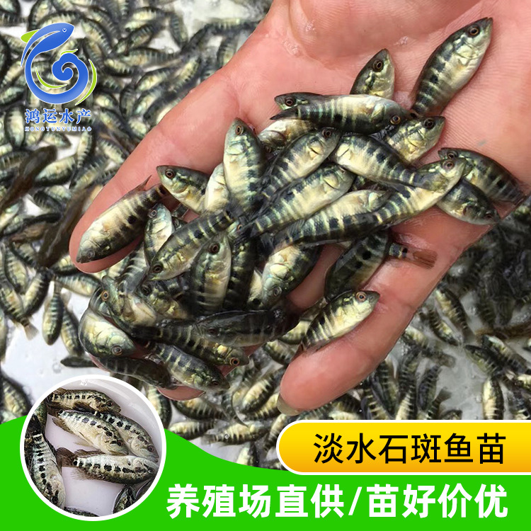 8万件石斑鱼石斑鱼苗珍珠龙胆鱼苗青斑苗龙趸鱼苗海水鱼苗老鼠
