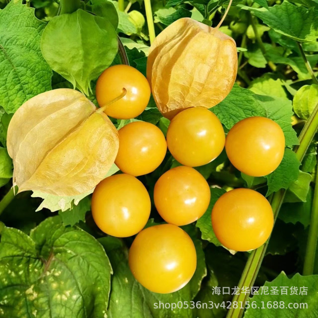 82成交5袋相似包邮【吸甲醛】大叶金钻盆栽室内好养水培土培植物办公