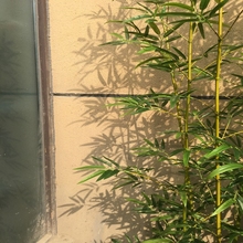 假竹子装饰仿真植物室内仿生竹子隔断挡墙室外仿真竹子竹林造景