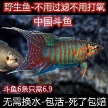 中国斗鱼活鱼野生普叉观赏鱼好养耐活小型冷淡水养不死的懒人鱼苗