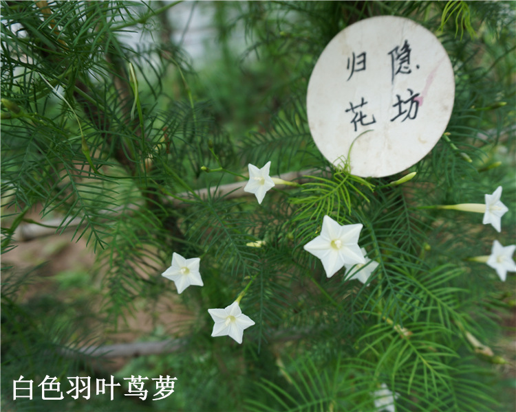 爬藤五角星花种子 鸟罗种子 羽叶茑萝 圆叶茑萝 鱼花茑萝爬藤植物