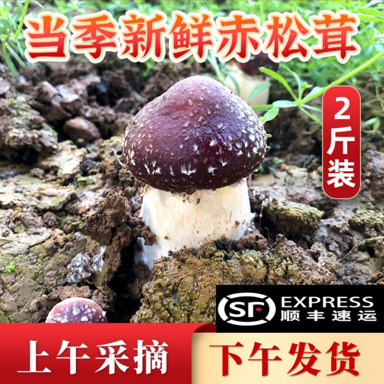 产地一件批发新鲜赤松茸球盖菇姬松茸四川特产非云南福建500G顺丰