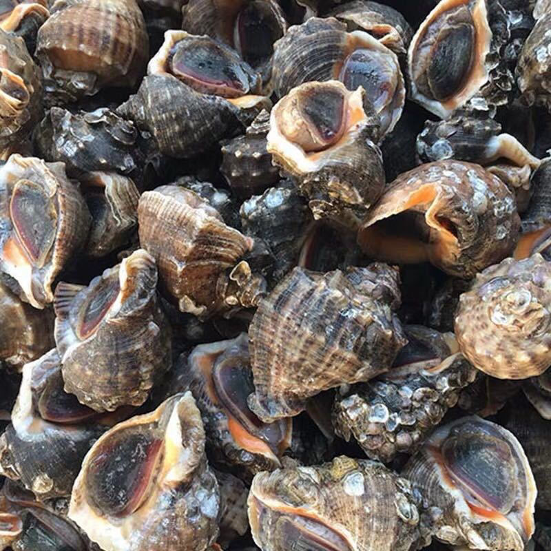 海螺鲜活现挖现发野生大中小肥新鲜鲜活海鲜水产螺类一件代发跨境