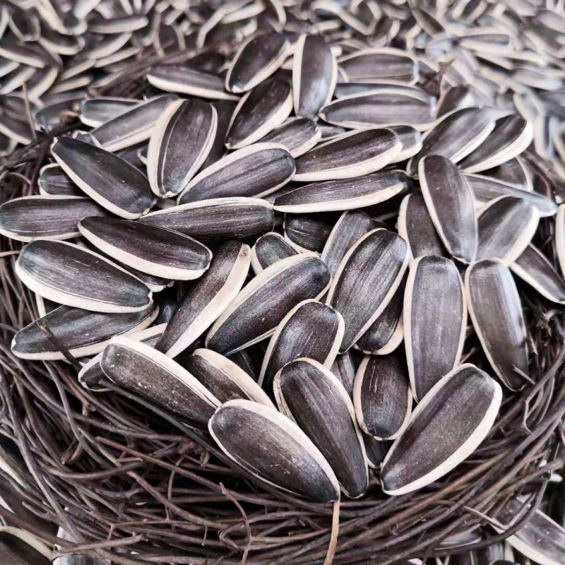 新疆生瓜子新货批发散装原味大颗粒葵花籽小包装跨境