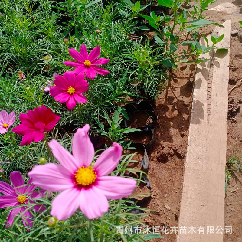 草花波斯菊盆栽 庭院花海易种盆栽苗 波斯菊杯苗打造花海工程