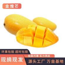 海南金煌芒果水仙芒新鲜热带当季水果3/5/9斤非大青芒一件代发