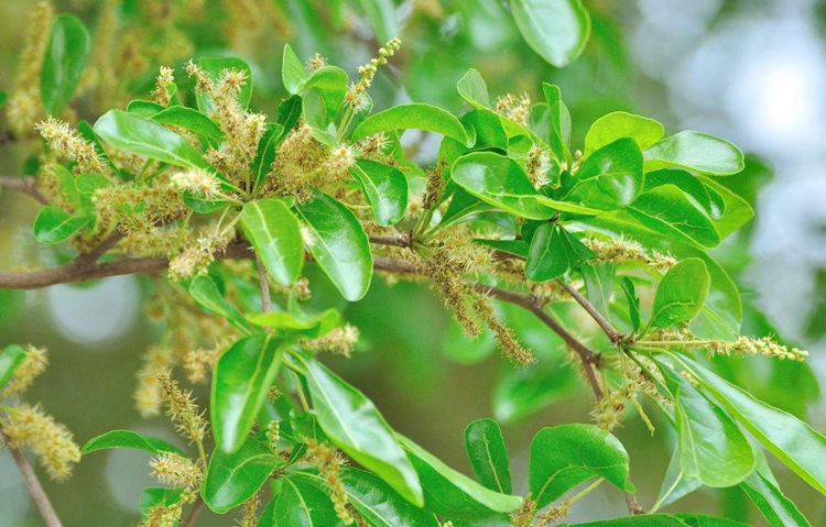 批发花木种子 新采小叶榄仁种子 小叶榄仁种子价格 量大优惠