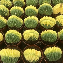 宽刺王凌波 实生王凌波 仙人球 阳台绿植 沙漠绿植 直播可挑_阿里巴巴