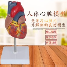 心脏模型1:1人体 B超彩超声 循环系统心内科心脏解剖教学医学