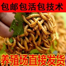 面包虫活体黄粉虫活虫鲜活虫种虫金龙鱼石蛙仓鼠蜥蜴画眉鸟饲料