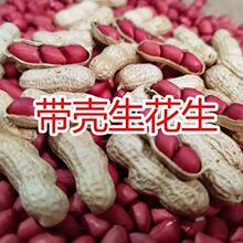 生花生带壳的批发红皮花生米5斤仁新鲜炒熟四粒红果50g批发价批发