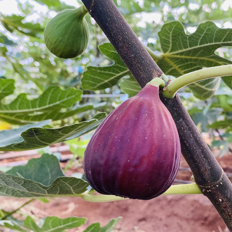 无花果新鲜山东-无花果新鲜山东厂家,品牌,图片,热帖-阿里巴巴