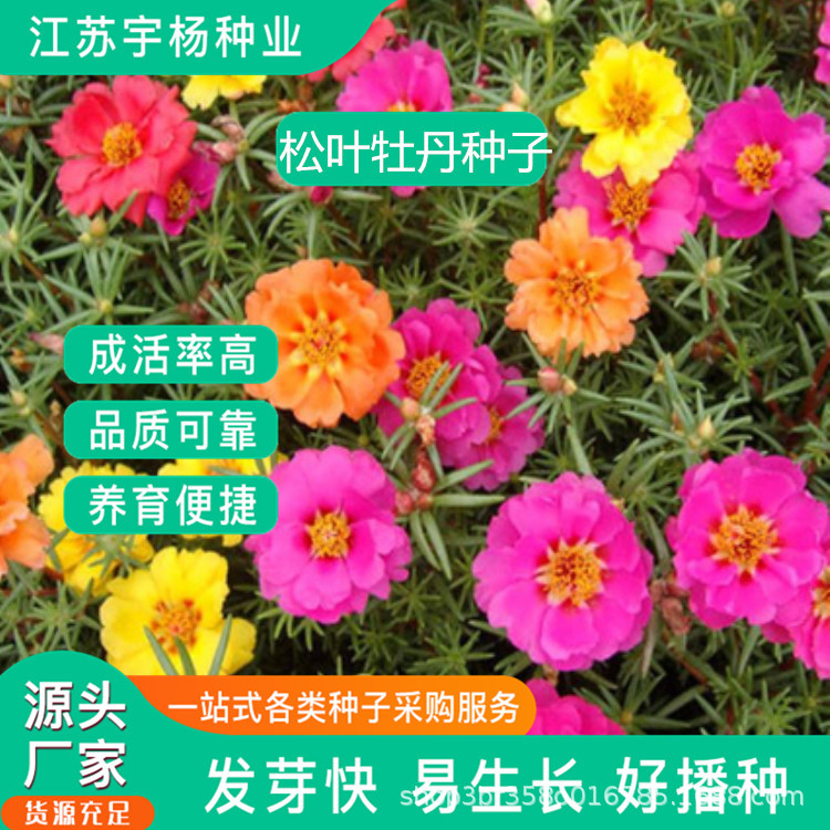 批发重瓣太阳花种子混色松叶牡丹四季种易活开花不断室内阳台花籽