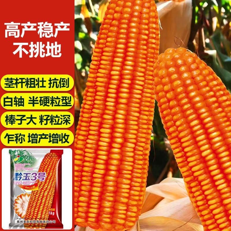 正品玉米种子