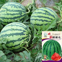 麒麟西瓜种子籽特大冰糖西瓜巨型甜王南方小四季蔬菜水果种子