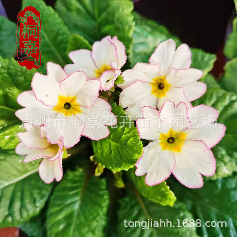 报春花种植基地批发地被盆栽报春花景观花坛绿色多色报春花七重楼