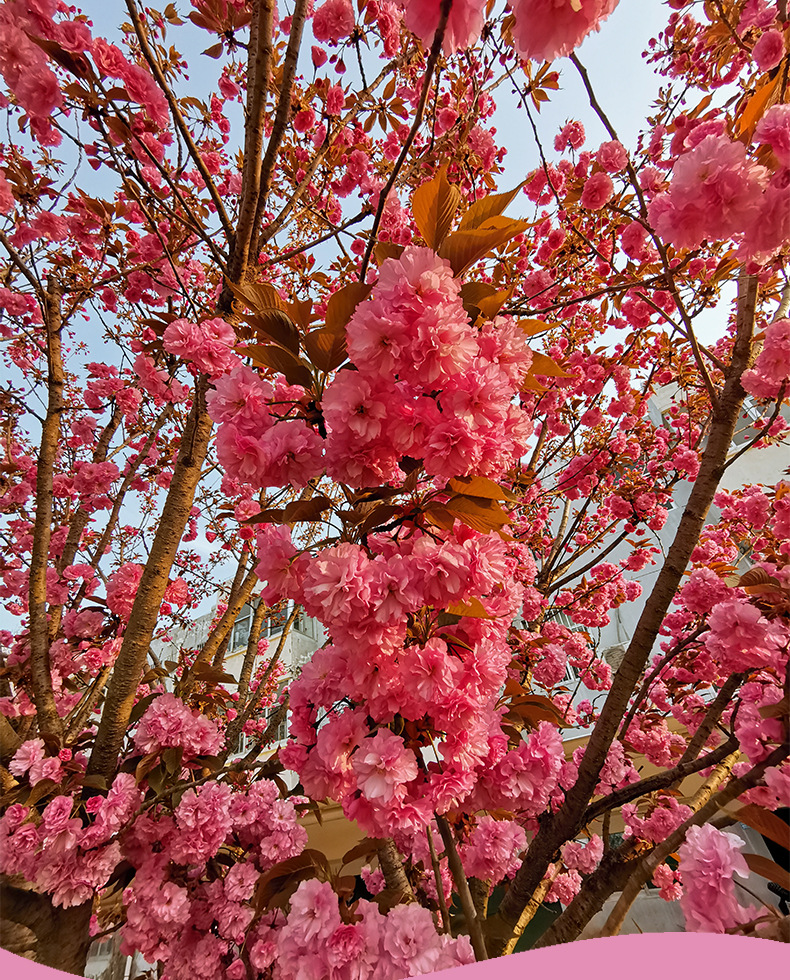 批发樱花树苗樱花小苗南北方庭院地栽盆栽花树园林植物风景树