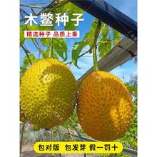 木鳖种子木鳖子种子木鳖果漏苓子臭屎瓜木憋子地桐子藤桐子四季播