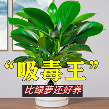 铂金钻盆栽绿萝箩花卉植物室内花水培绿植多肉好养发财树吸除甲醛