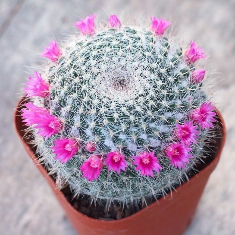 包邮玉翁仙人球带花苞绯花玉小盆栽桌面绿植防辐射多肉植物室内开