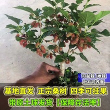 盆栽桑椹四季常青桑葚苗客厅盆景绿色植物室内绿植好养桑叶批发