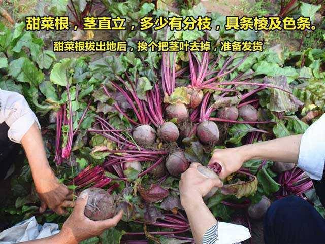 【品质】甜菜根新鲜红菜头凉拌蔬菜红心萝卜紫菜头红甜菜1/5斤
