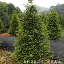 批发湖南红豆杉 3-5cm庭院景观树苗木 名贵健康植物盆景 四季青翠