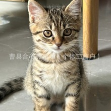猫咪活体中华田园猫咪家猫捕鼠能手中华田园猫咪幼崽短毛田园猫