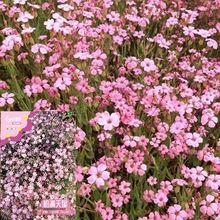 粉色满天星花种子籽四季开花阳台庭院室内外桌面盆栽粉色春天种