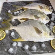 特大金鲳鱼新鲜冷冻海产品海捕白鲳鱼鲳鳊鱼平鱼镜鱼鲜活银鲳鱼