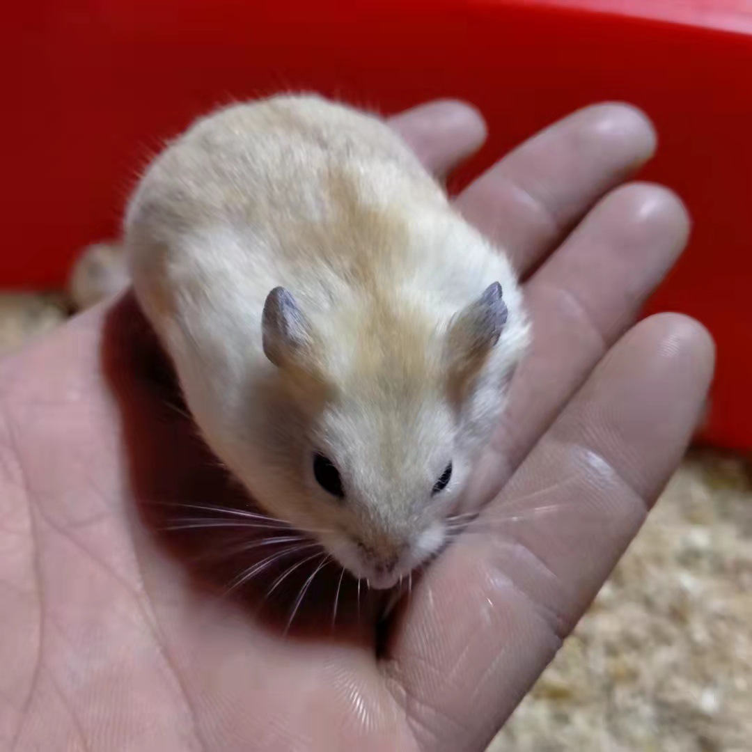 批发仓鼠活体活物银狐布丁三线紫仓小仓鼠宝宝宠物仓鼠活体活物