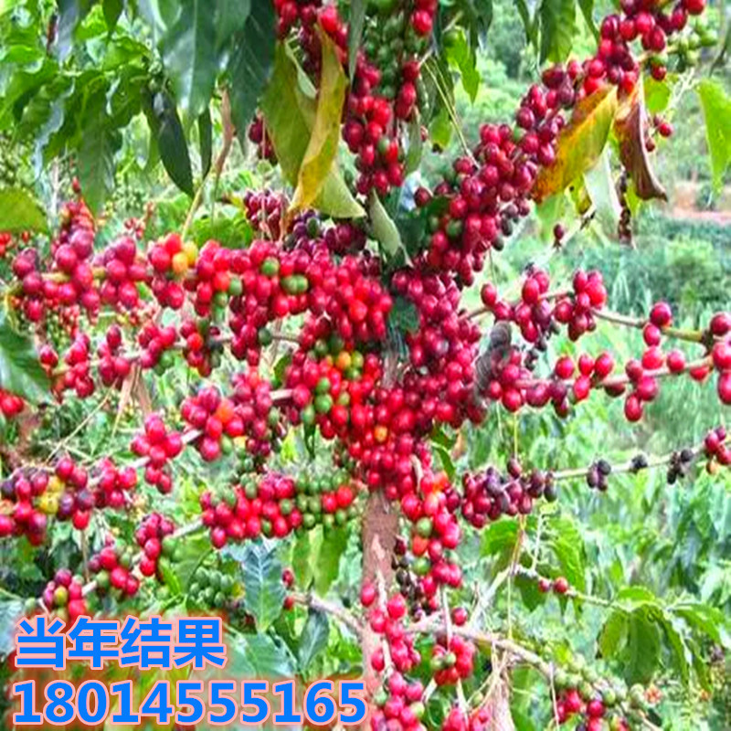 批发咖啡小苗 云南卡迪姆咖啡苗 马来西亚咖啡树苗南北方种植盆栽
