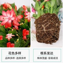 【25颗混色】四季蟹爪兰盆栽装饰花苗蟹爪莲蟹脚兰绿萝花盆栽花卉