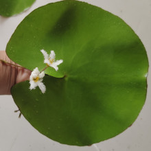 一叶莲浮萍水草水培植物花卉养龟虾鱼缸铜钱草四季盆栽非睡莲碗莲