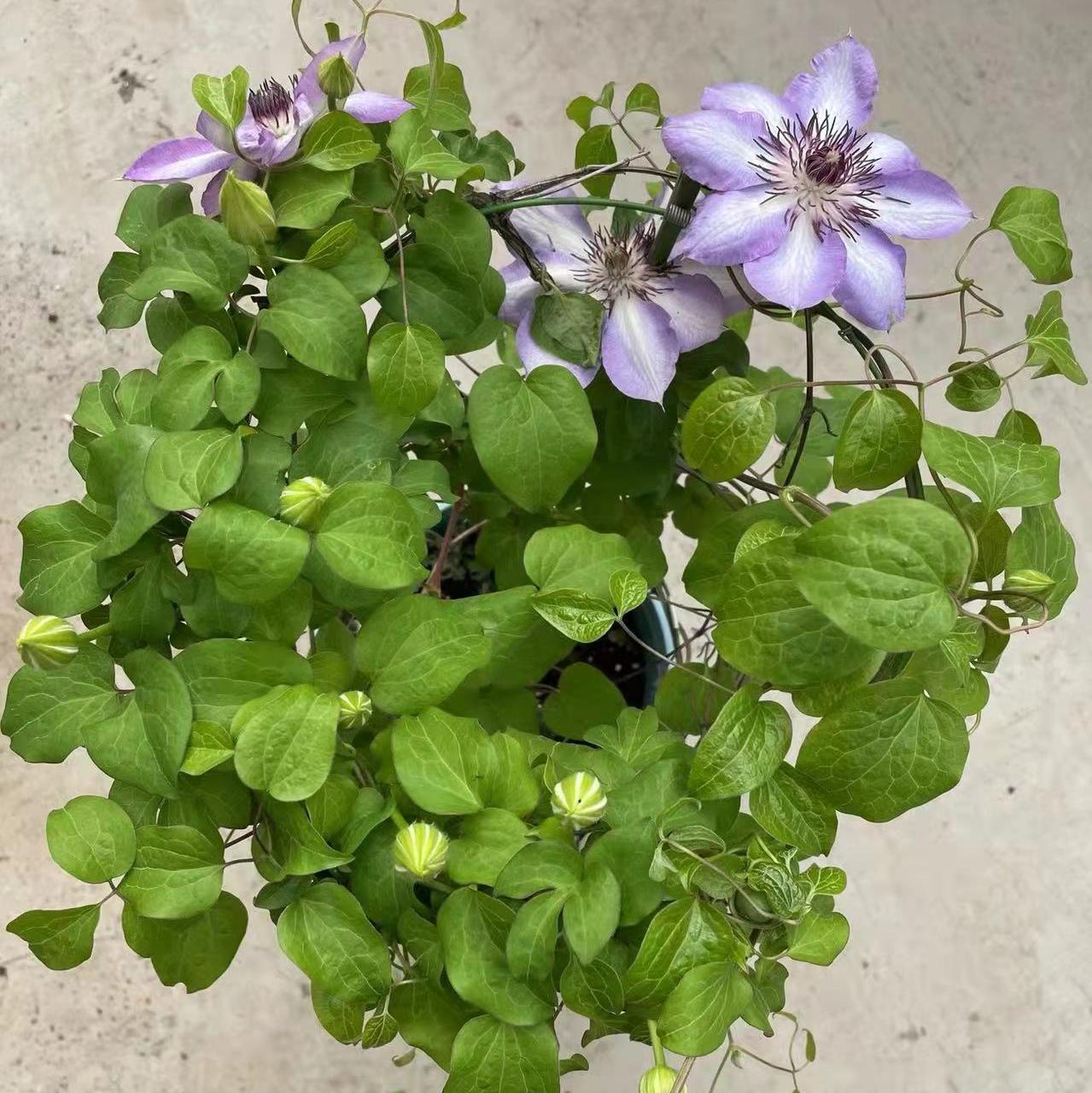 基地直批2加仑四年苗美佐士铁线莲盆栽带花苞室内庭院好养绿植