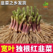 四季韭菜种子韭菜苗韭菜根苗红根宽叶根苗蔬菜苗阳台盆栽庭院种植