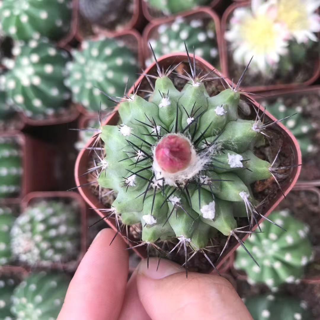 黑刺松凤玉开花仙人球桌面小绿植