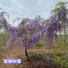 紫藤花树苗爬藤植物庭院绿化围墙四季开花卉盆栽花苗日本紫藤萝蔓