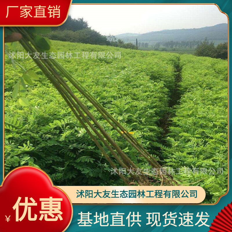 基地批发 自产自销紫穗槐树苗 景区造景道路园林工程绿化苗