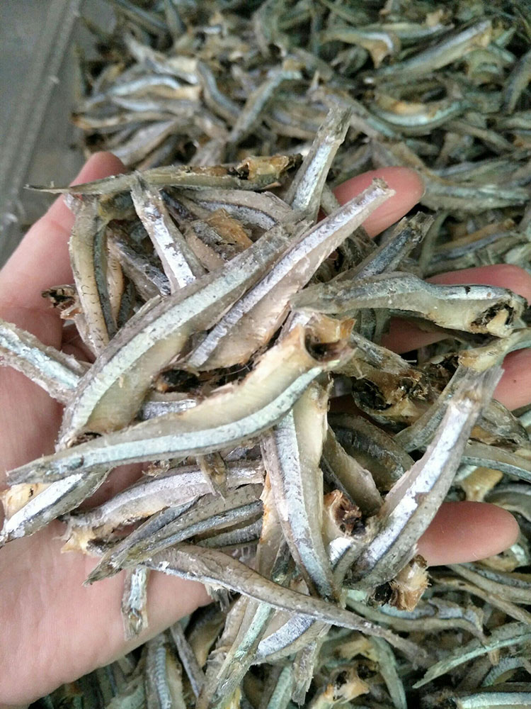 新鲜去头公鱼仔海燕鱼毛毛鱼银鱼小鱼干咸鱼海鲜干货1斤装一份