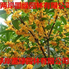 桂花树苗地栽大型桂花树庭院浓香型桂花金桂丹桂四季桂盆栽桂包邮