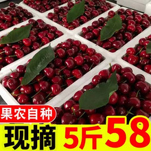 湖北宜昌国产车厘子5斤装特大果新鲜水果孕妇红樱桃应季生鲜整箱3