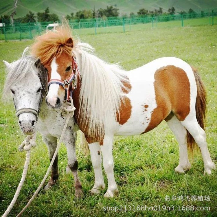 伊犁马出售小马驹 骑乘马观赏马矮马动物租赁宠物小矮马活物活体矮脚