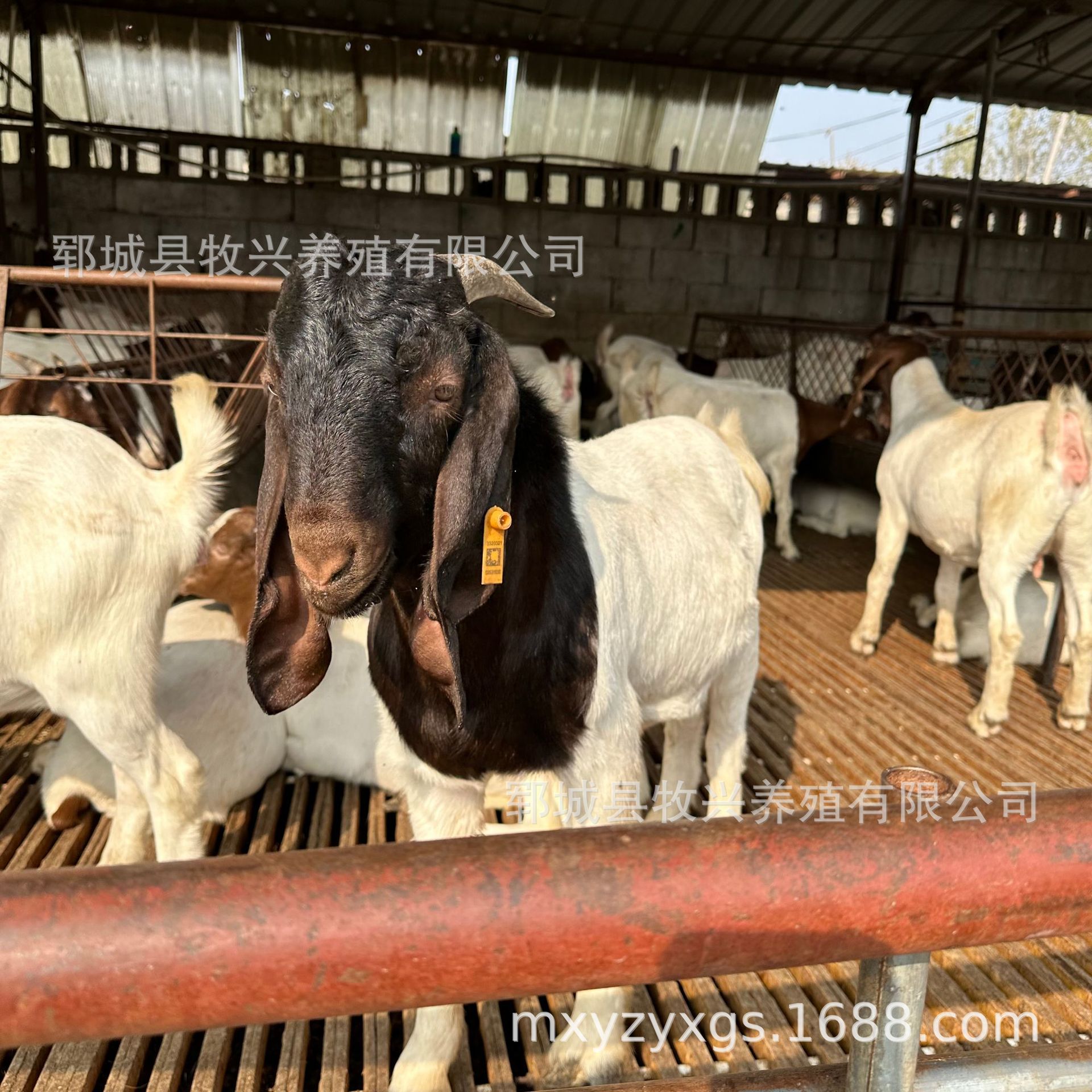 纯种波尔山羊种羊场山羊羊苗价格波尔山羊羊羔多少钱一只-阿里巴巴