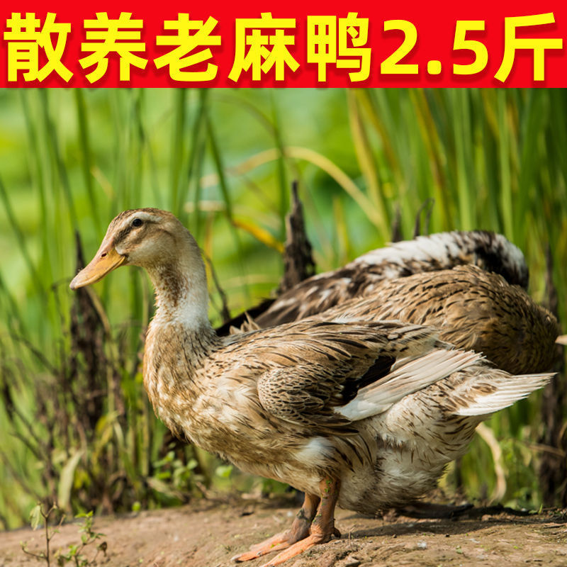 年鸭子整只农家散养麻鸭新鲜鸭子肉老水鸭现杀现发净重2.5斤-阿里巴巴