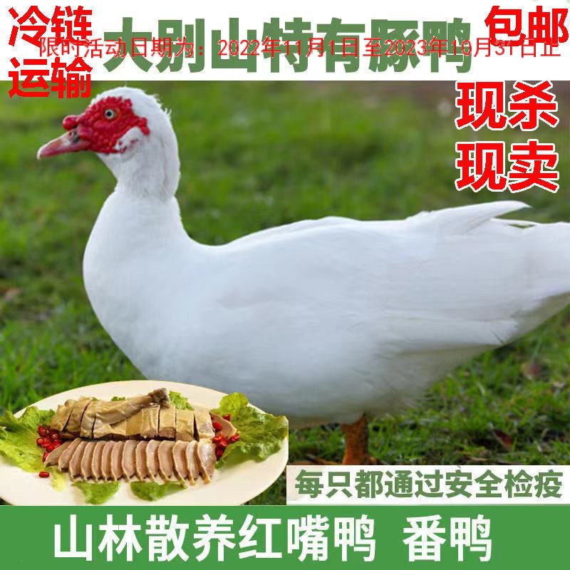 大别山现豚鸭红嘴鸭红头鸭雁鸭大番鸭洋鸭散养土鸭草鸭飞鸭土豚